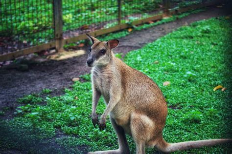 The Ground Kangaroo, The Agile Wallaby, Macropus agilis also known as ...