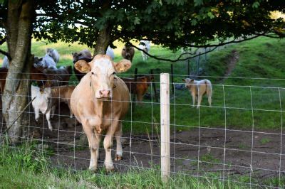 The Best Cattle Fence Installation In Your Area - MW Fence Installation