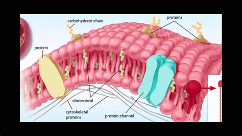 Cell Membranes, Ligands, Receptors, and Phospholipids - YouTube