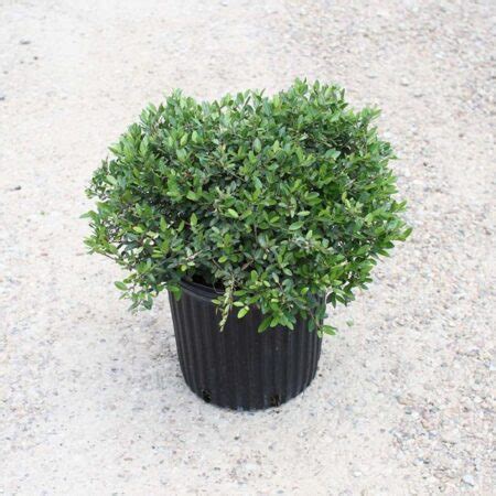 Holly - 'Dwarf Yaupon' - Dallas Stone Yard and Landscape Supply - Outdoor Warehouse Supply