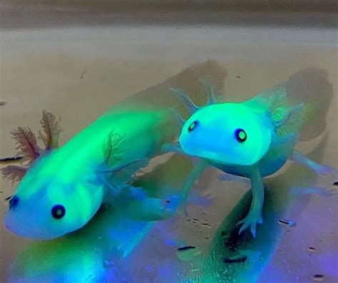 Do Axolotls Glow In The Dark?