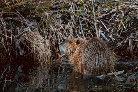 Beavers Engineered Special Exmoor Dam: A First in 400 Years | Nature World News