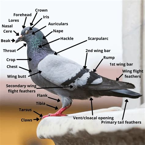 The Complete Guide To Pigeons (Columbidae) – Pigeonpedia