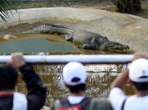 Lolong, the world's largest captive crocodile, dies in the Philippines ...