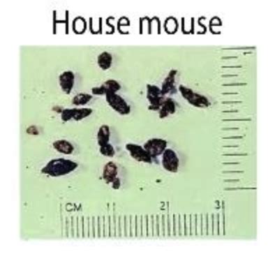 Deer Mouse Droppings Vs House Mouse Droppings