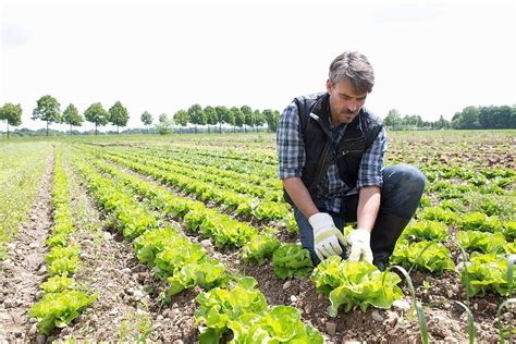 🥗How To Harvest Romaine Lettuce - Step-by-step Guide