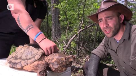 CRAZY Alligator Snapping Turtle Bite! - YouTube