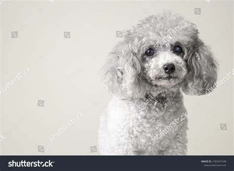 423 Grey Miniature Poodle Images, Stock Photos & Vectors | Shutterstock