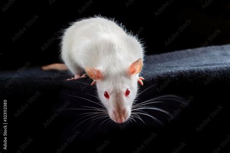 White albino pet rat with red eyes on black background Stock Photo | Adobe Stock