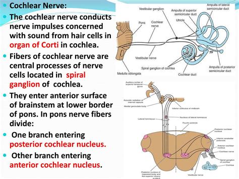 Cochlear Nerve