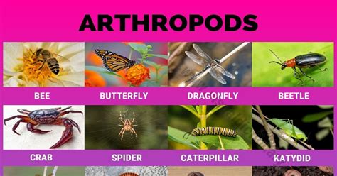 Which Of The Following Is An Arthropod