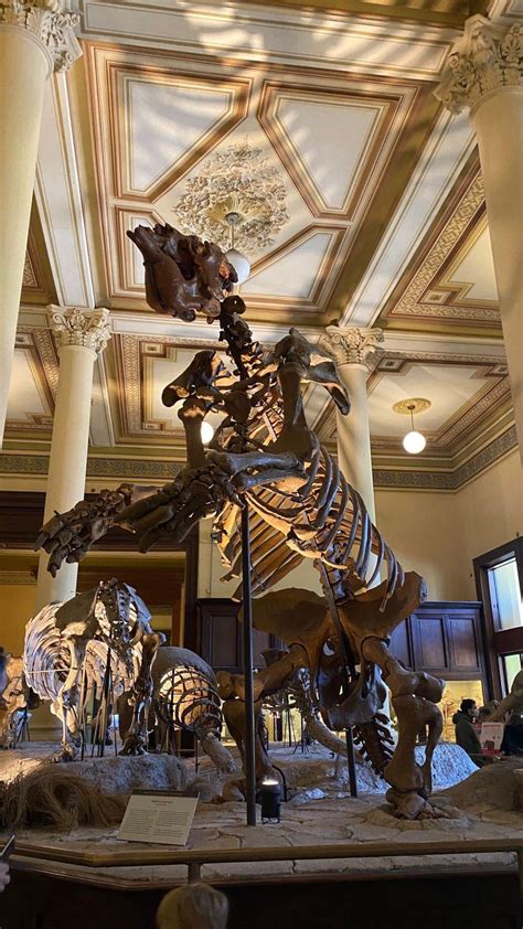 First time seeing a megatherium americanum : r/Paleontology