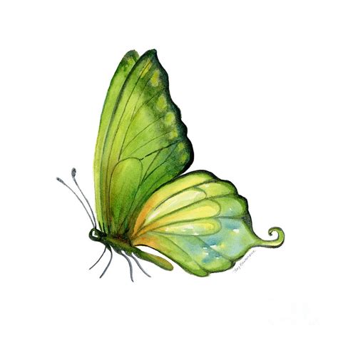 Free Green Butterfly, Download Free Green Butterfly png images, Free ...