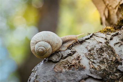 How to get rid of slugs in your garden without using chemicals: Getting rid of pests safely ...