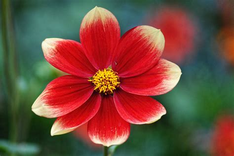 Free Images : blossom, petal, bloom, red, botany, flora, close up, late summer, dahlia garden ...