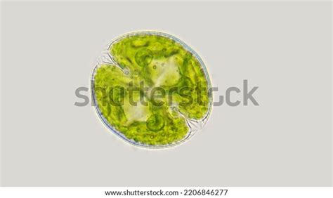 Microalgae Genus Cosmarium Species Probably Cosmarium Stock Photo 2206846277 | Shutterstock