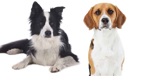 Border Collie Beagle Mix - When Two Hard Working Breeds Meet