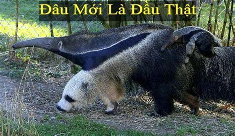 Thú ăn Kiến khổng Lồ & Thứ Vũ Khí Lợi Hại Ở Đôi Chân Trước - Loài Vật