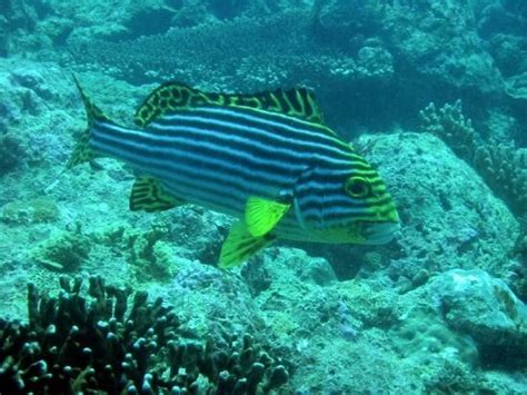 Scuba Diving | Lakshadweep - What to Expect | Timings | Tips - Trip ...