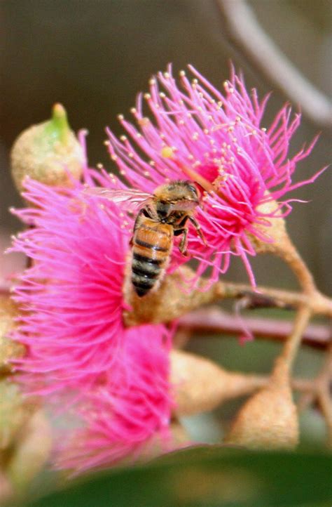 Yellow Gum Blossom ( Eucalyptus leucoxylon) | Australian native flowers, Australian native ...