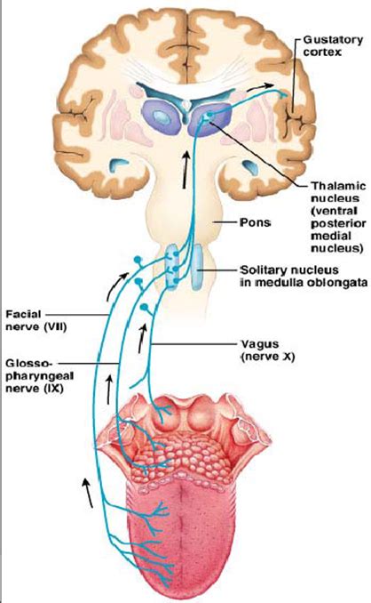 gustatory pathway | 神経学, 暗記, 脳