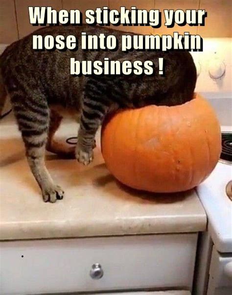 Pumpkin business - Lolcats - lol | cat memes | funny cats | funny cat ...