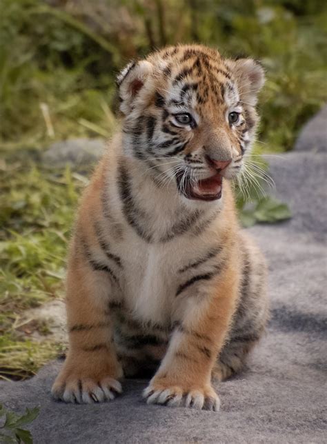 Tiger cub by S1ghtly on DeviantArt