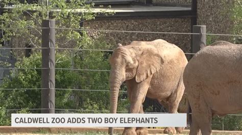 Caldwell Zoo welcomes two elephants | cbs19.tv