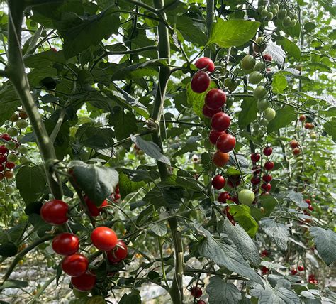 Nature Fresh Farms expands tomato production to California