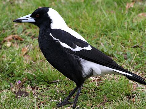 Australian magpie | New Zealand Birds Online