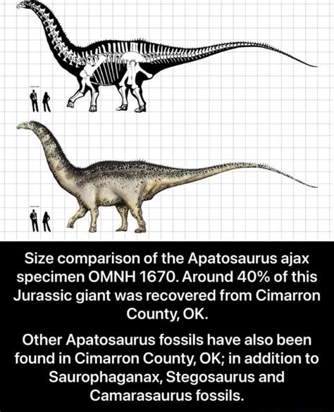 Size comparison of the Apatosaurus ajax specimen OMNH 1670. Around 40% ...