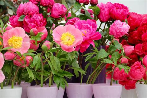 Growing Peonies In Pots | Plant Addicts