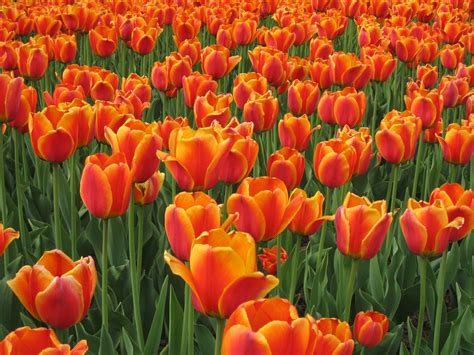 Free Orange tulips Stock Photo - FreeImages.com