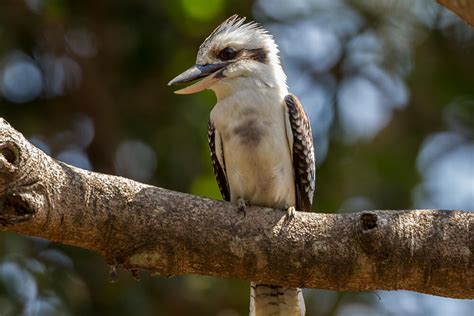 Laughing Kookaburra | San Diego Zoo Animals & Plants