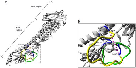 Structure of the Influenza A hemagglutinin monomer showing a... | Download Scientific Diagram