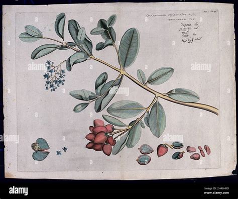 Avicennia officinalis L.: branch with flowers, fruit and leaves and separate sections of fruits ...