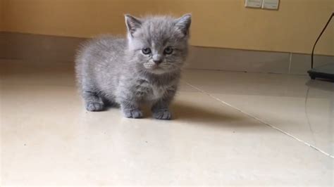 🥰 When the grey munchkin cat walks how cute !!! | Meow Kittens - YouTube