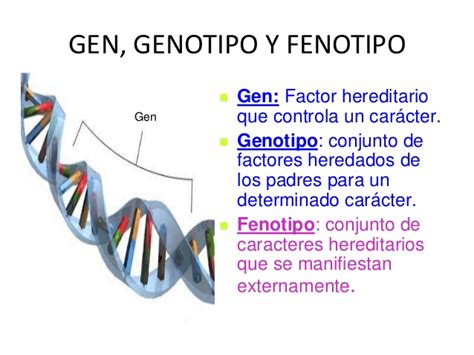 Fenotipo y genotipo (genética) - Escuelapedia - Recursos EducativosEscuelapedia – Recursos ...