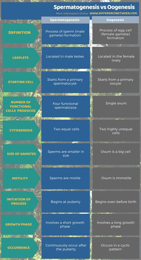 Difference Between Spermatogenesis and Oogenesis | Compare the Difference Between Similar Terms