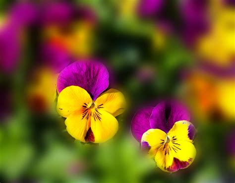 Winter Care for Pansies (Complete Guide) - Gardenisms