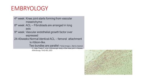 Acl reconstruction | PPT