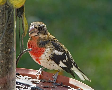 Immature male Rose-breasted Grosbeak - FeederWatch