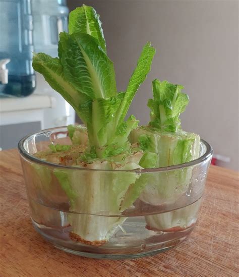 How to Grow Romaine Lettuce From Cuttings - Dengarden