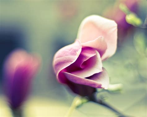 Wallpaper Pink flower, rose, blossom, blur background 2560x1600 HD Picture, Image