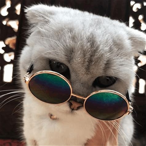 Cat Cute GIF - Cat Cute Sunglasses - Discover & Share GIFs