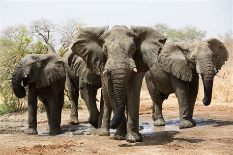 The remnants of Africa's largest herd in Zakouma, Chad-6308 | Elephant ...