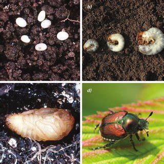 Life cycle of the Japanese beetle, including (a) eggs David Cappaert ...