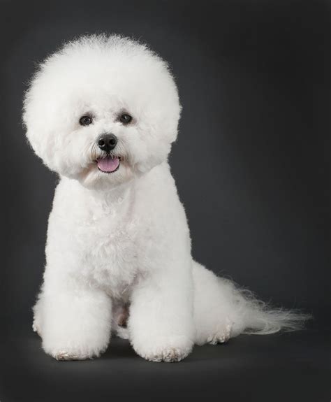 Bichon Frise Wallpapers - Wallpaper Cave