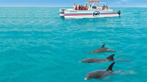 Dolphin Watch & Snorkel Eco Tour - Tours Key West