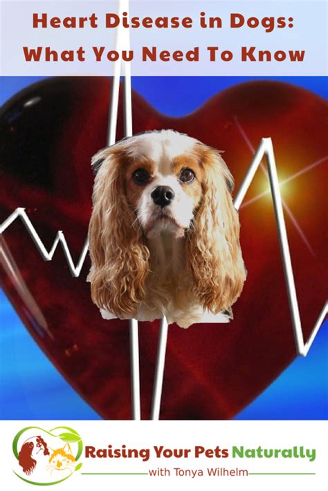 Heart Disease in Dogs What You Need To Know. | Cavalier king charles ...